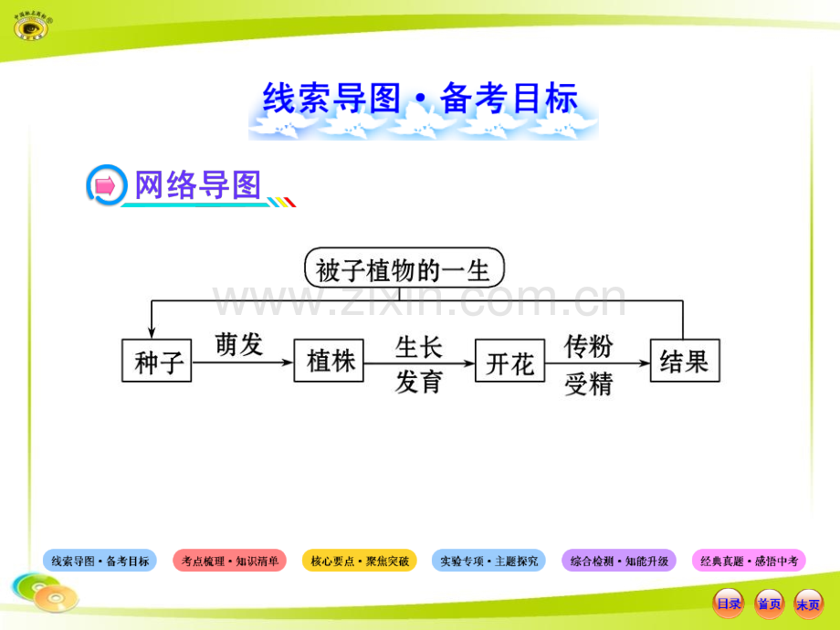 人教版初中生物中考复习被子植物一生.pptx_第2页