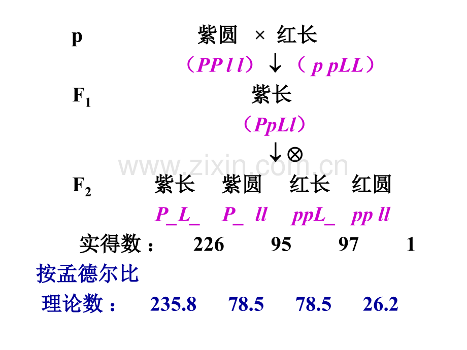 A连锁交换基因作图.pptx_第2页