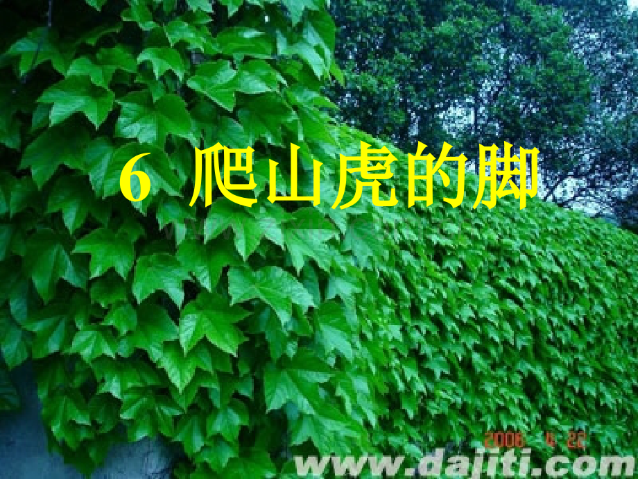 6《爬山虎的脚》PPT课件.pptx_第3页