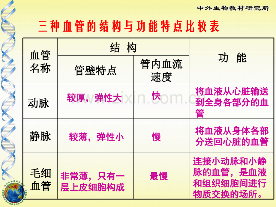 人体的血液循环教学.pptx_第3页