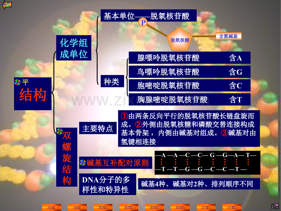 人教版DNA结构和复制4.pptx_第2页