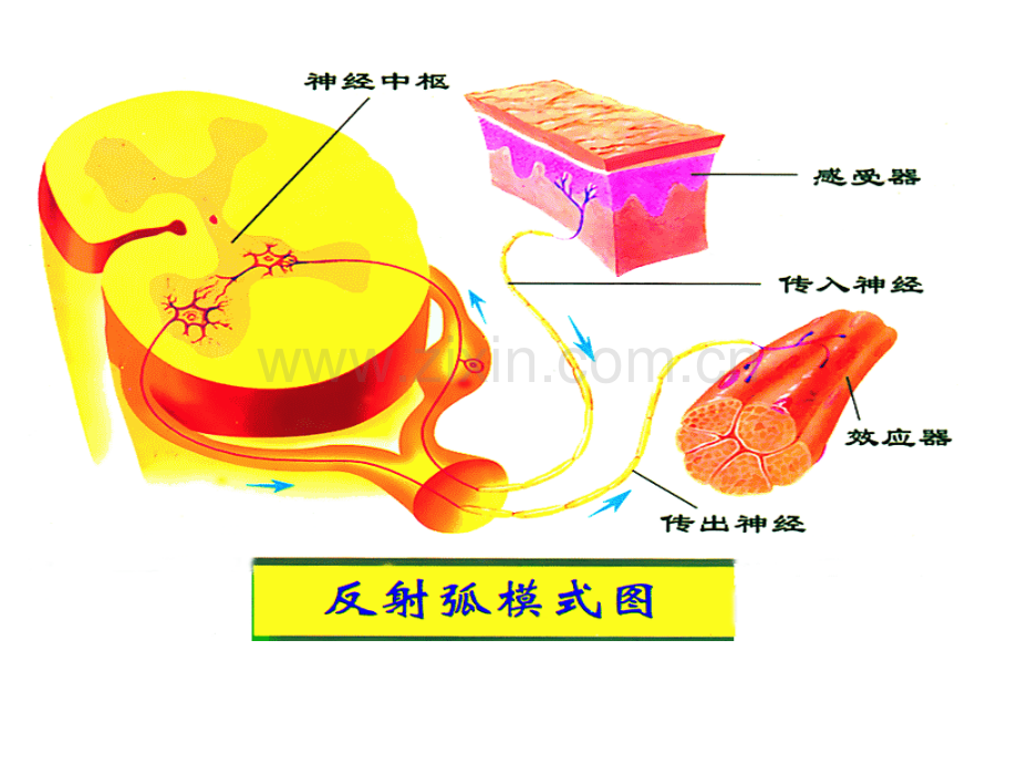 人教版教学生物21通过神经系统的调节新人教版必修3高二.pptx_第3页