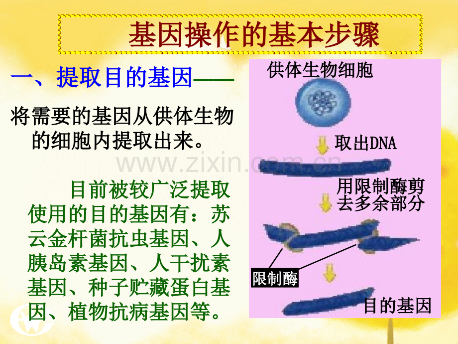 人教版教学名校联盟山东省新泰市第二中学2011生物-12-基因工程的基本操作程序.pptx_第3页