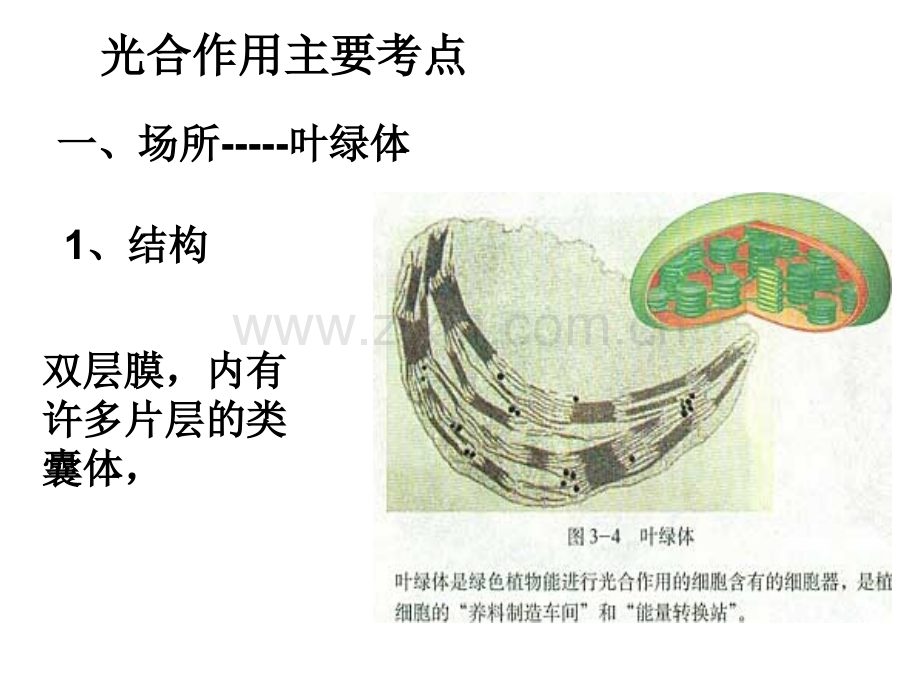 光合作用主要考点.pptx_第1页