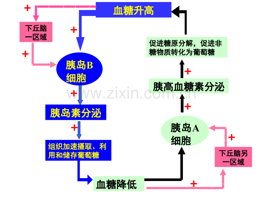 bx神经调节与体液调节的关系精讲.pptx_第2页