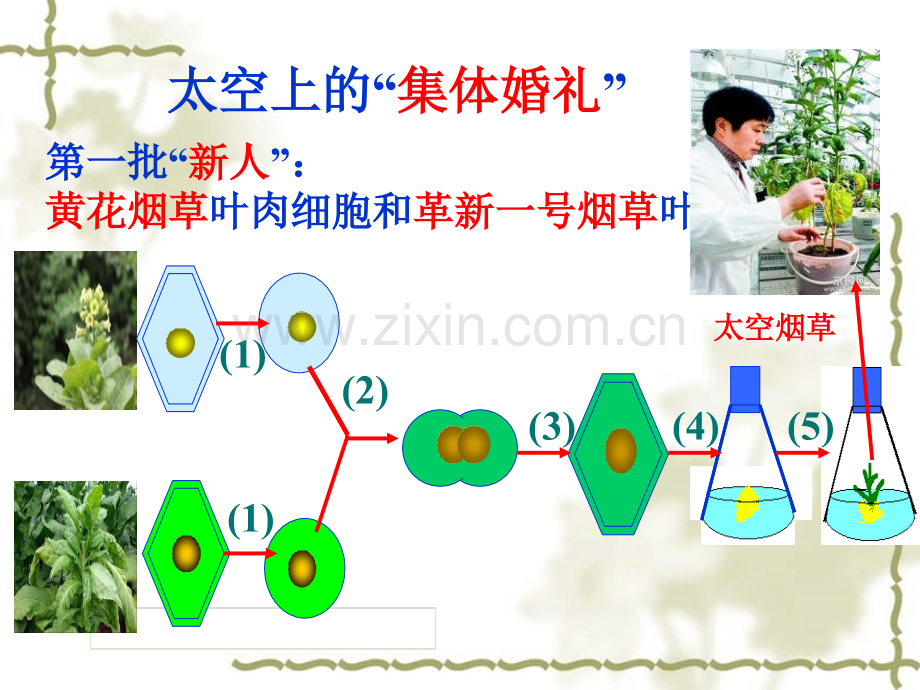 222-动物细胞融合与单体克隆抗体高中生物人教版选修3-现代生物科技专题7846ppt-PPT课件.pptx_第2页