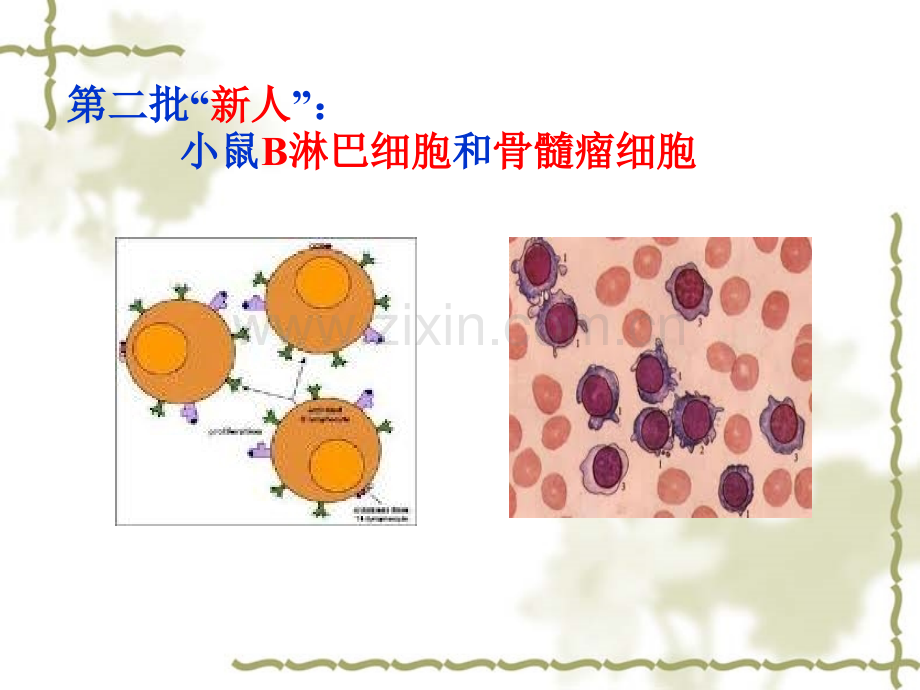 222-动物细胞融合与单体克隆抗体高中生物人教版选修3-现代生物科技专题7846ppt-PPT课件.pptx_第3页