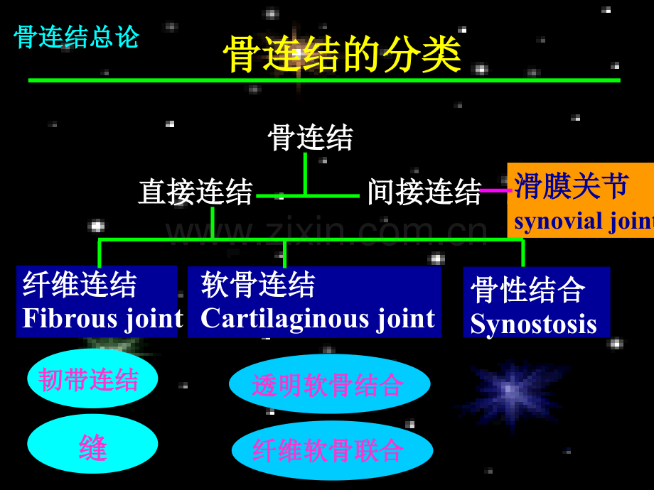 4中轴骨连结.pptx_第3页