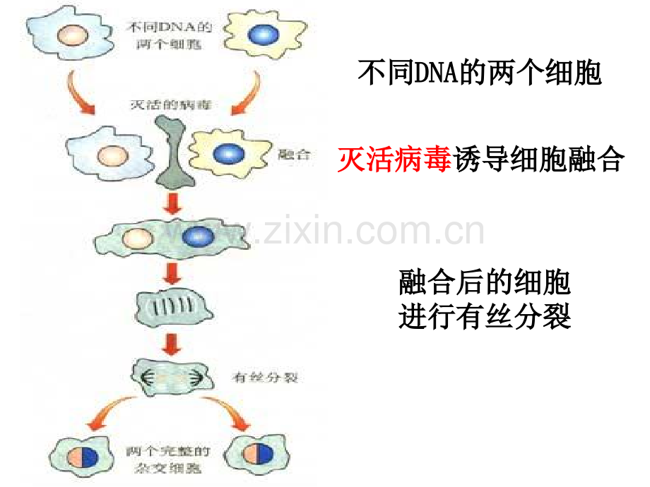 222-动物细胞融合与单体克隆抗体-高中生物人教版选修3-现代生物科技专题7825ppt-PPT课件.pptx_第3页