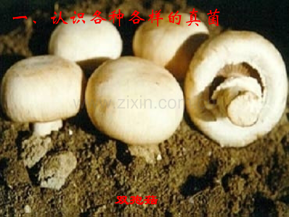 人教八年级生物真菌.pptx_第3页