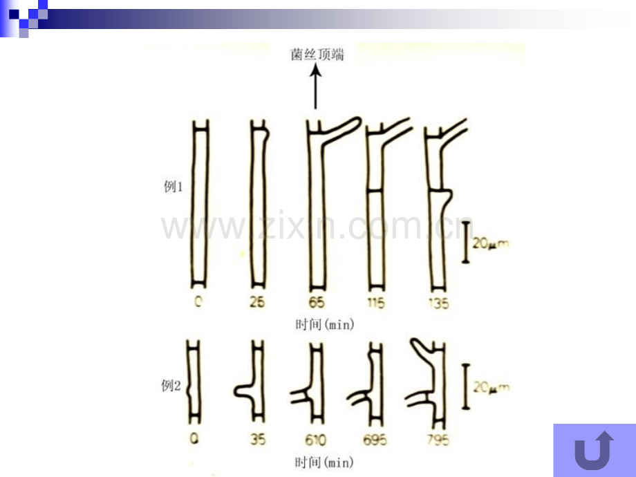 B-微生物的生长与环境条件.pptx_第3页