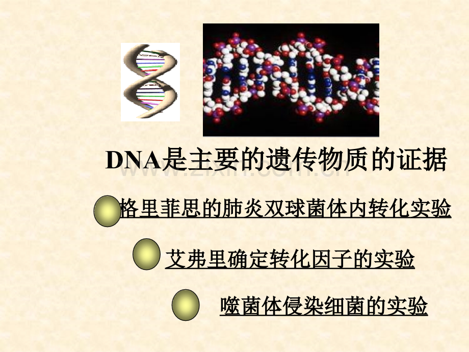 人教版教学陕西省安康市汉滨高级中学高一生物31-DNA是主要的遗传物质.pptx_第3页