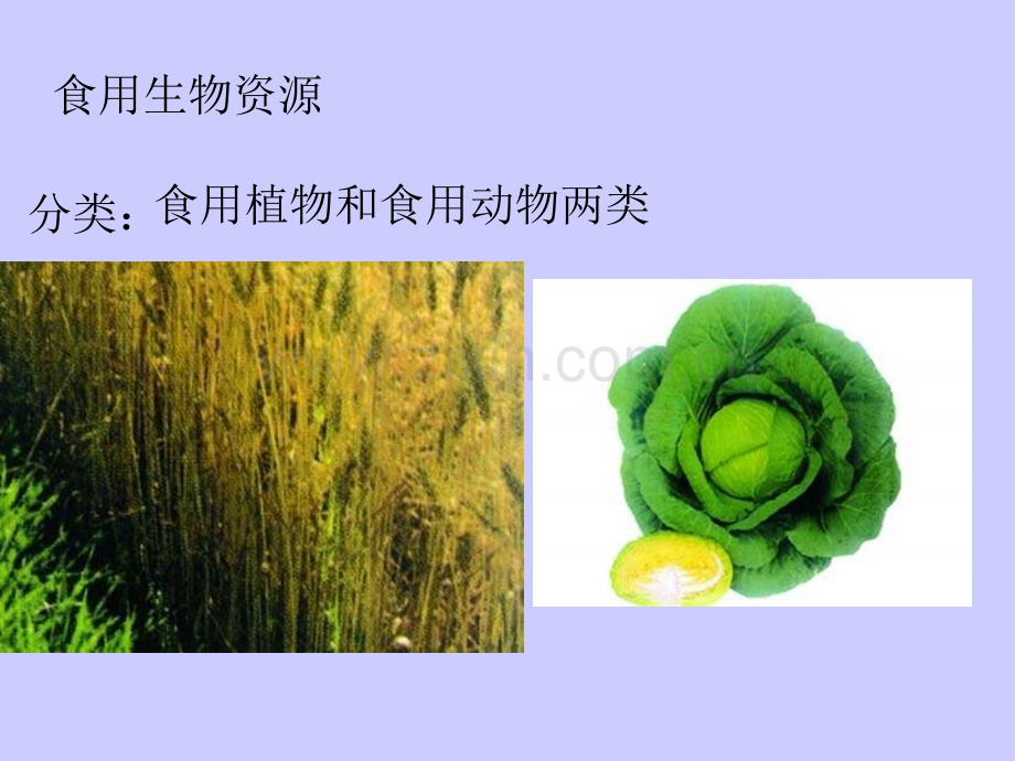 七年级科学生物资源及其合理利用.pptx_第1页