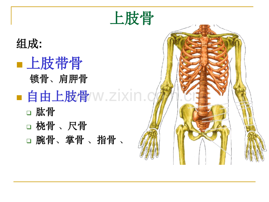 人体解剖学上下肢骨.pptx_第2页