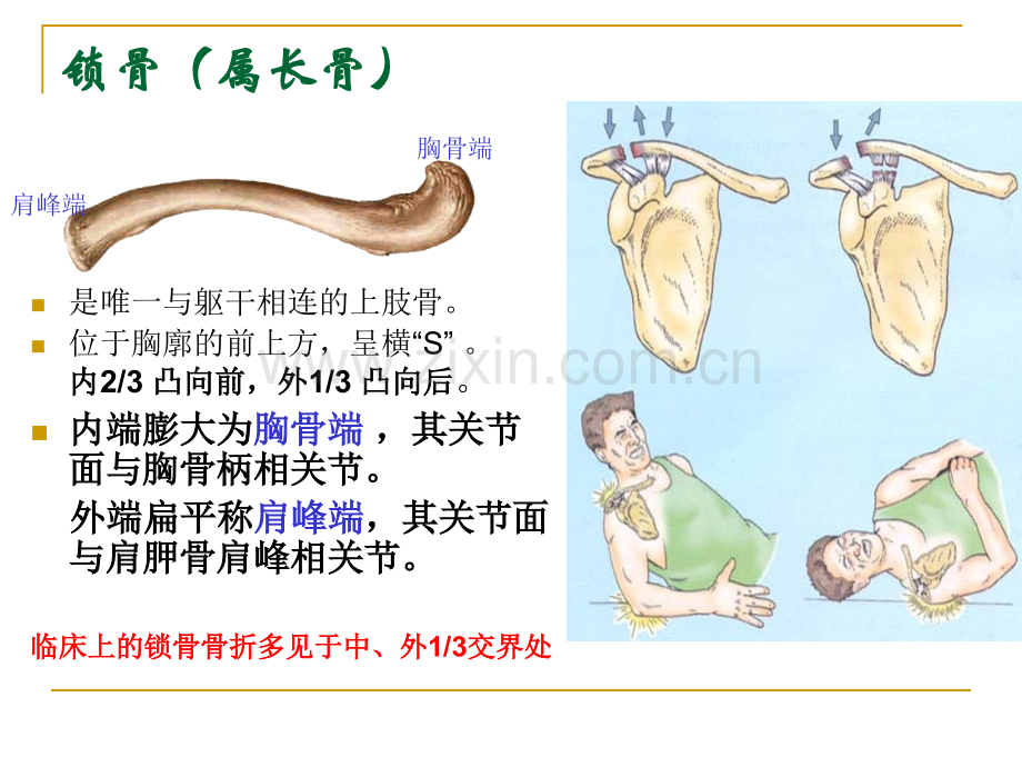 人体解剖学上下肢骨.pptx_第3页