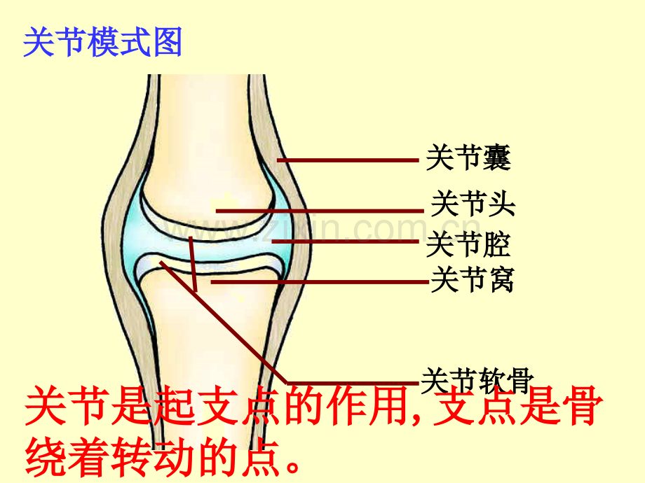 先天性行为3一只失去雏鸟的美国红雀.pptx_第1页