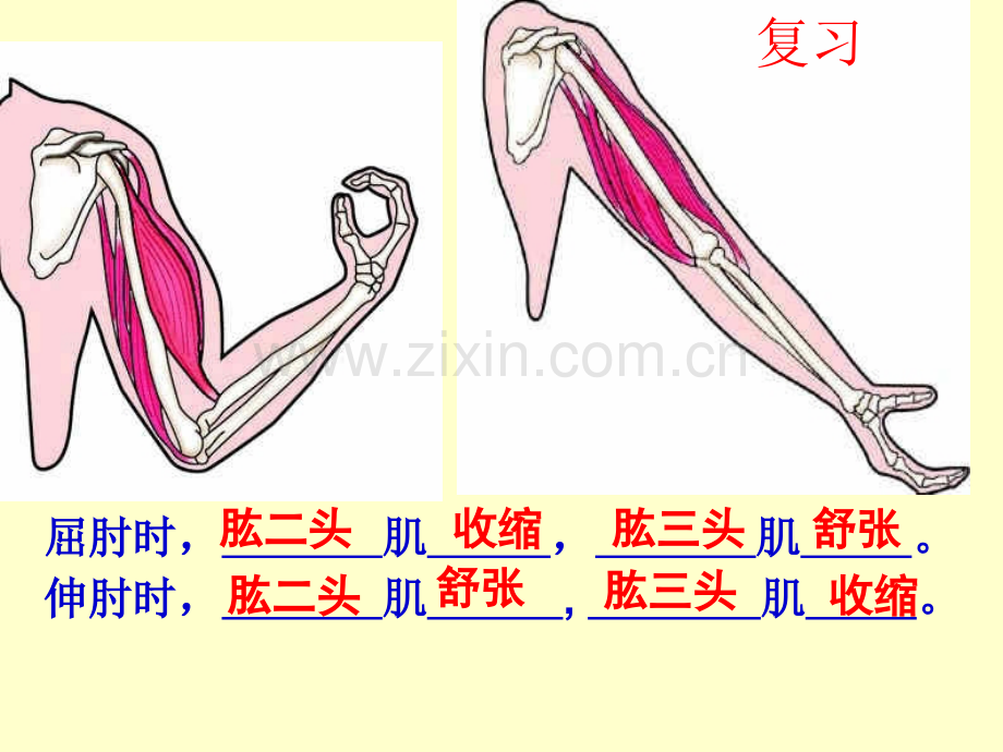 先天性行为3一只失去雏鸟的美国红雀.pptx_第2页