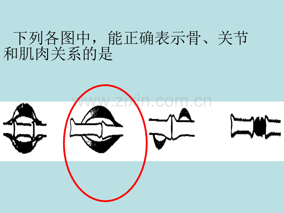 先天性行为3一只失去雏鸟的美国红雀.pptx_第3页