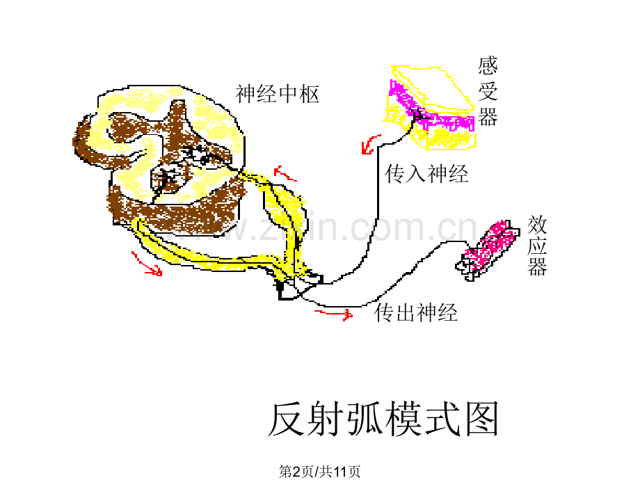 七年级生物神经调基本方式.pptx_第2页