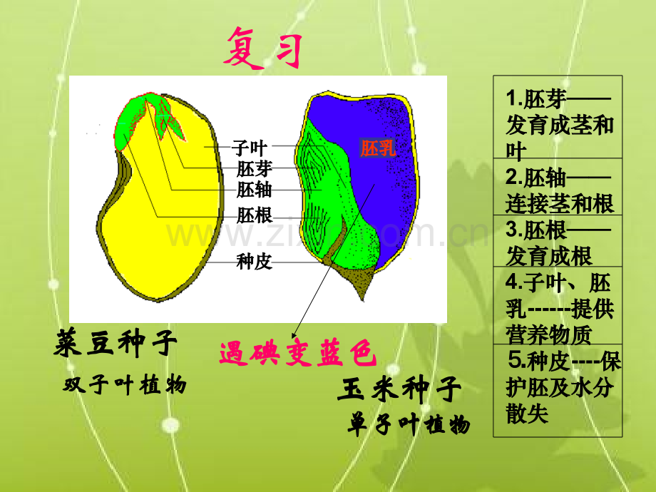 人教版七上种子的萌发.pptx_第1页