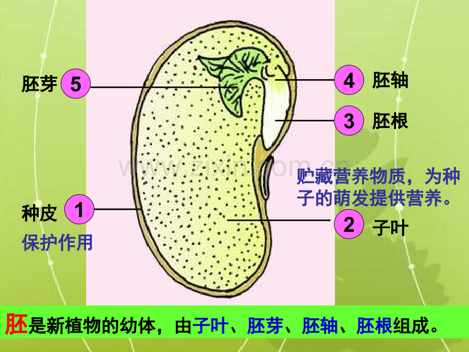 人教版七上种子的萌发.pptx_第2页