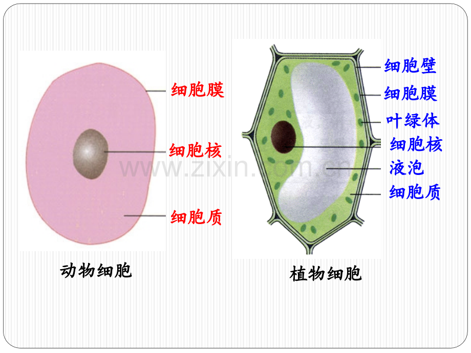 人教版分子与细胞必修.pptx_第2页