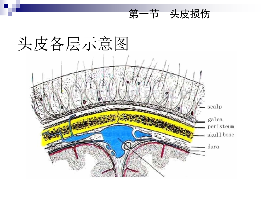 临床执业考试外科学颅脑损伤.pptx_第3页