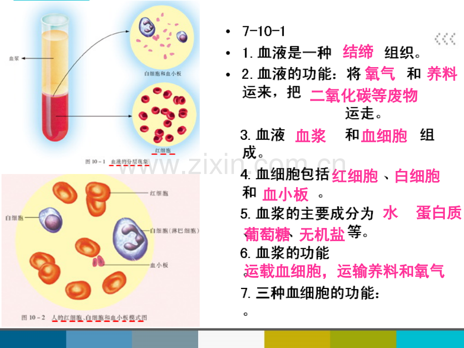 七年级生物下册期末复习题苏教高品质.pptx_第2页