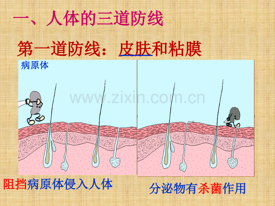 人教版八年级生物下册免疫和计划免疫.pptx_第3页