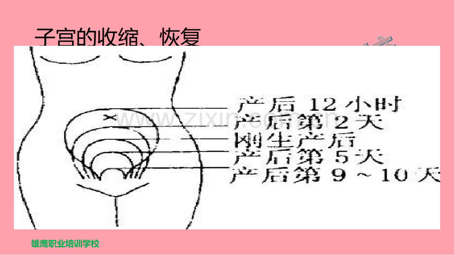 产妇的护理.pptx_第3页