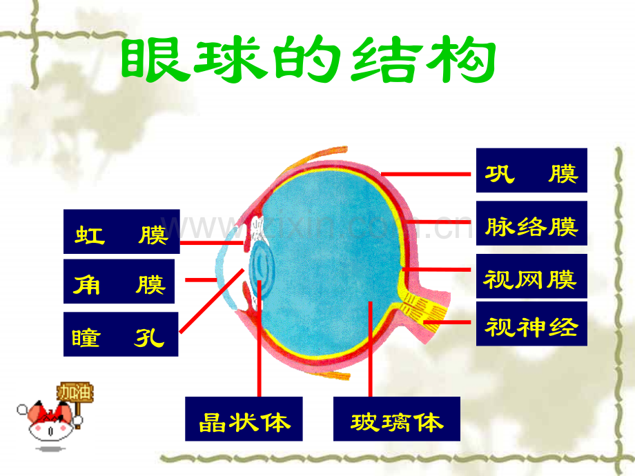 人体对外界环境的感知.pptx_第3页