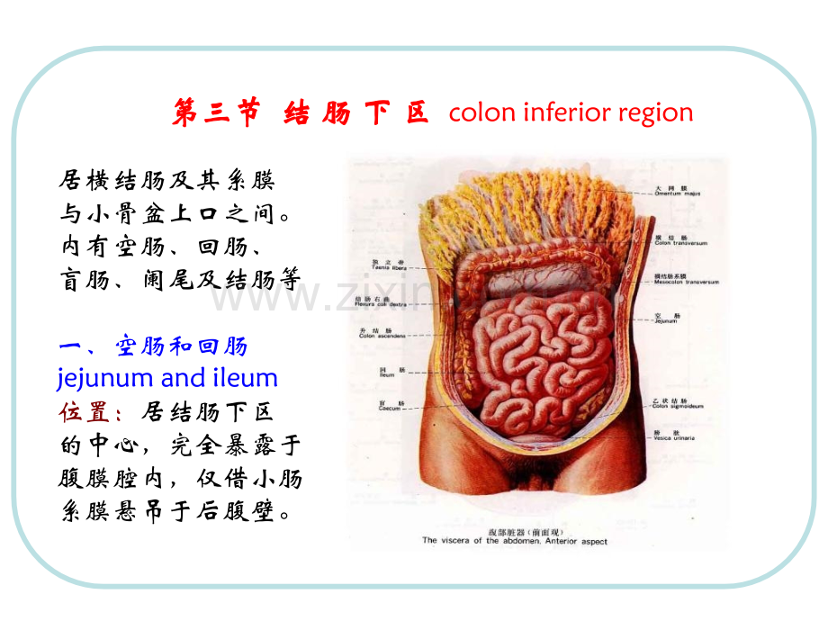 人体结构腹部.pptx_第1页