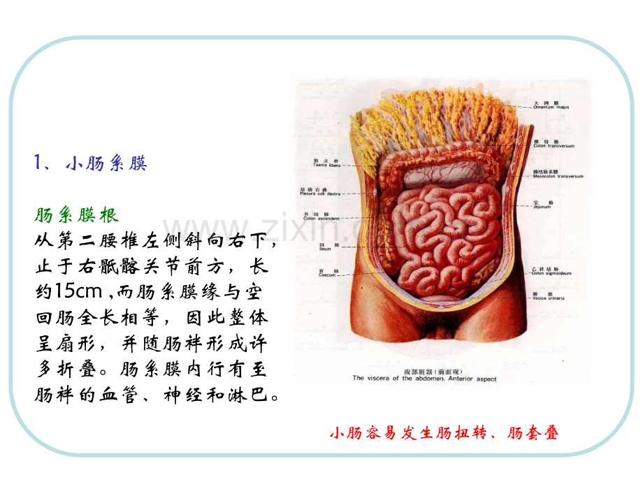 人体结构腹部.pptx_第2页