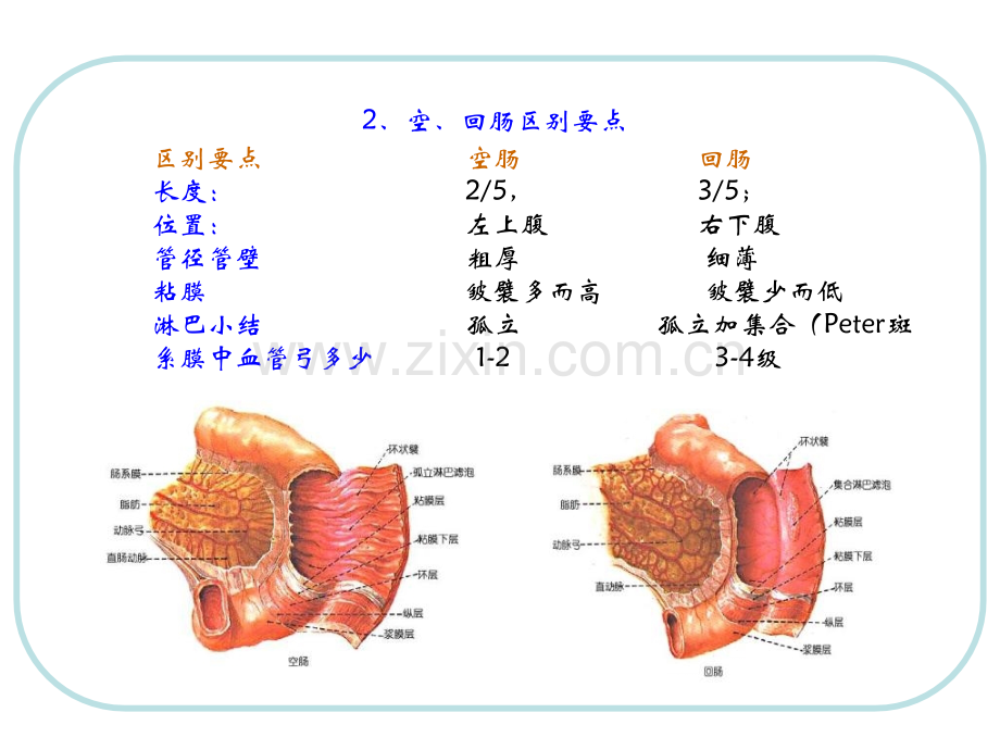 人体结构腹部.pptx_第3页