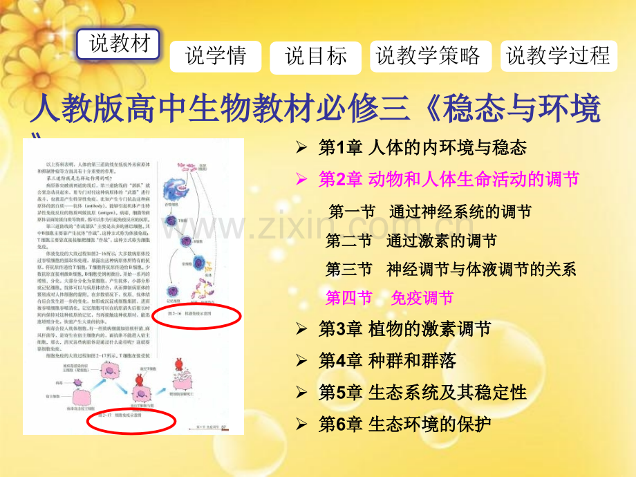 免疫调节说课.pptx_第3页