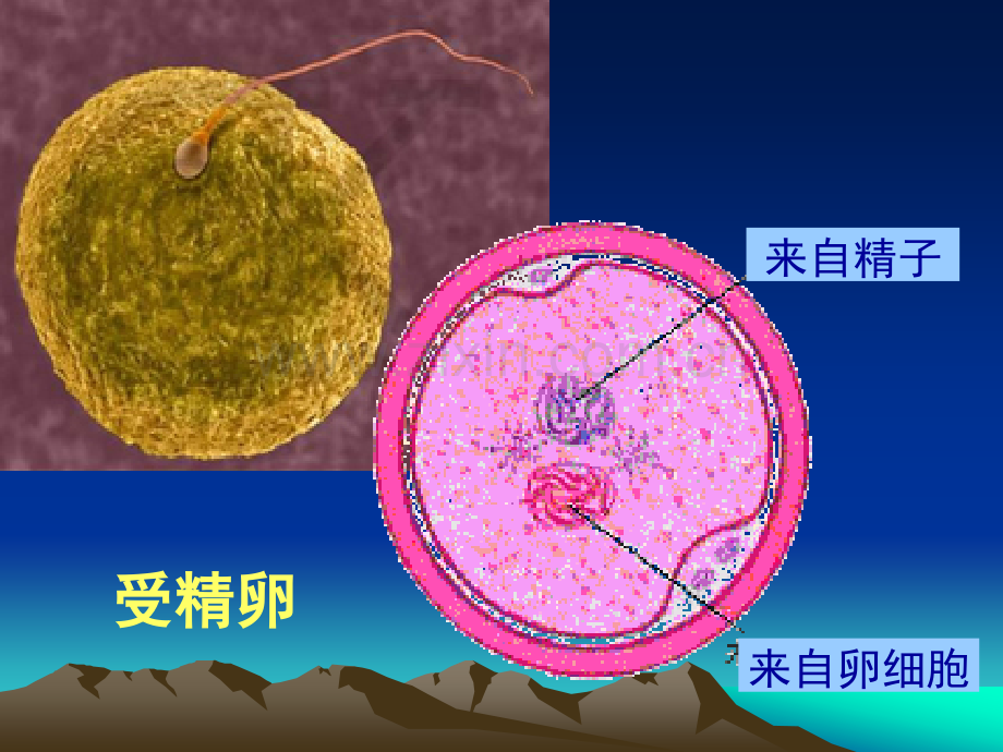 人教版教学8动物细胞融合与单克隆抗体.pptx_第3页