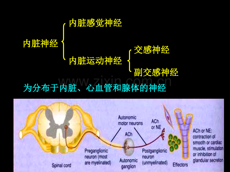 人体解剖学周围神经.pptx_第2页