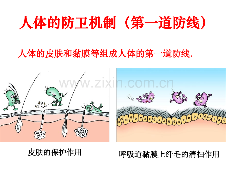 免疫调节--自用.pptx_第3页