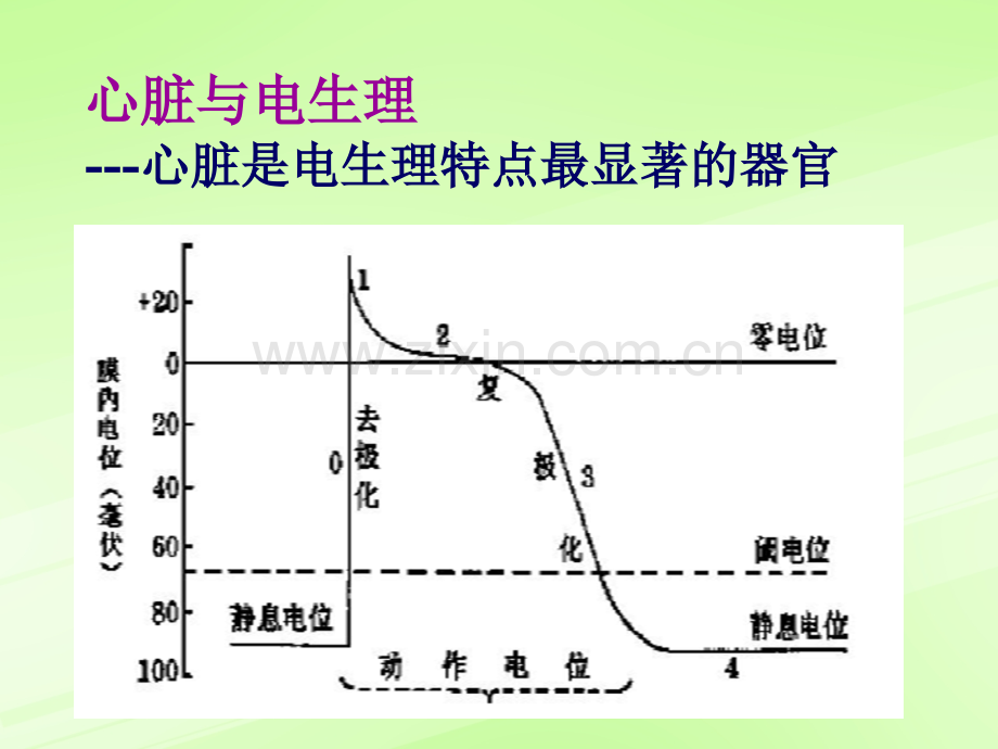 2抗心律失常.pptx_第1页