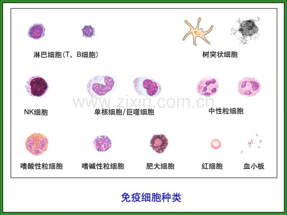 免疫细胞的分离及检测技术.pptx_第3页