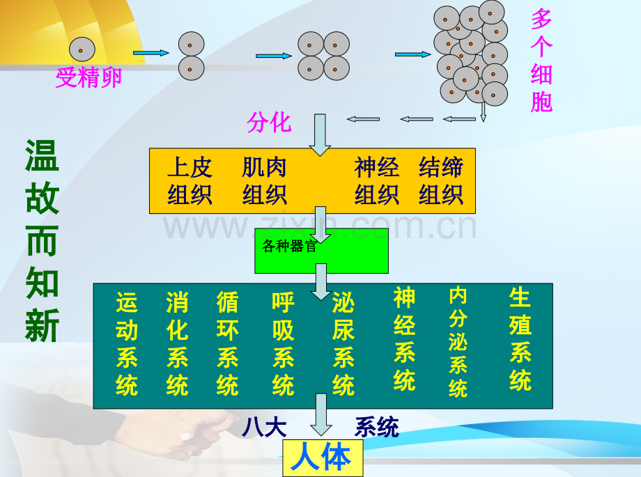 人教版初中初一七年级生物上册植物体的结构层次中学.pptx_第3页