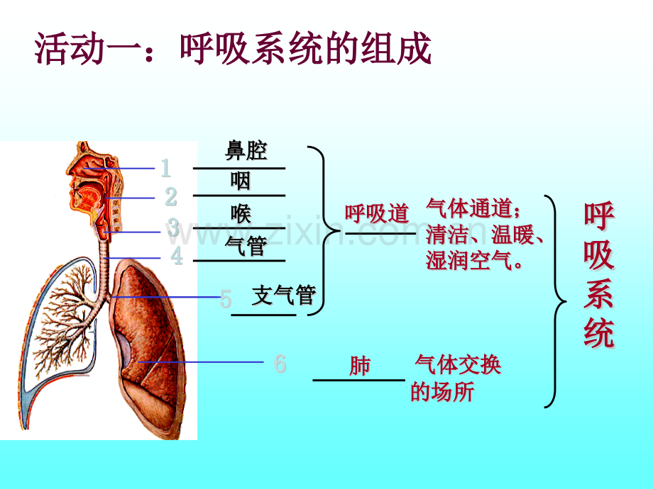 专题六1人体的呼吸.pptx_第2页