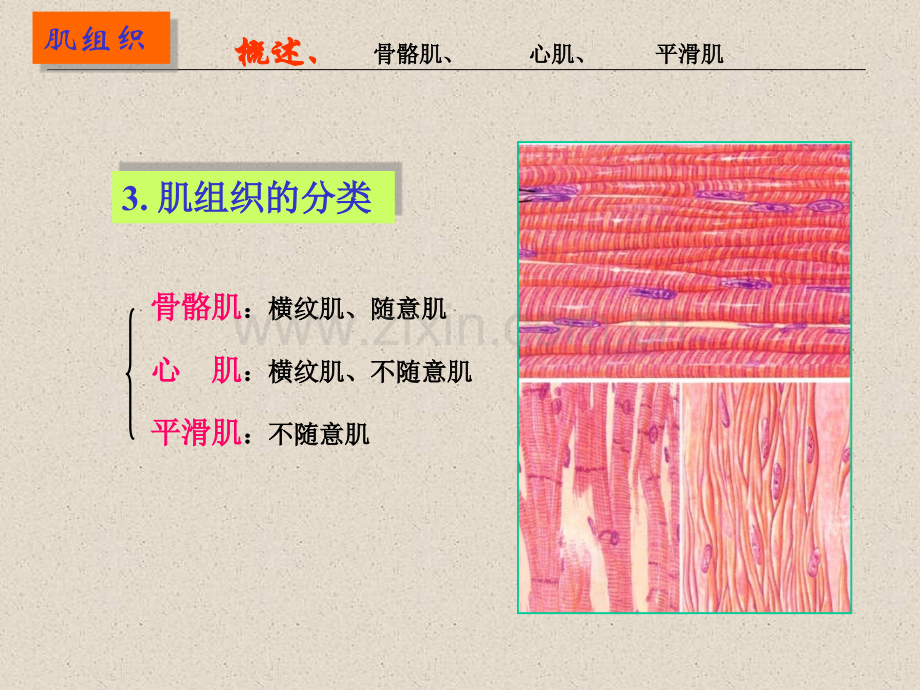 七制肌组织.pptx_第3页