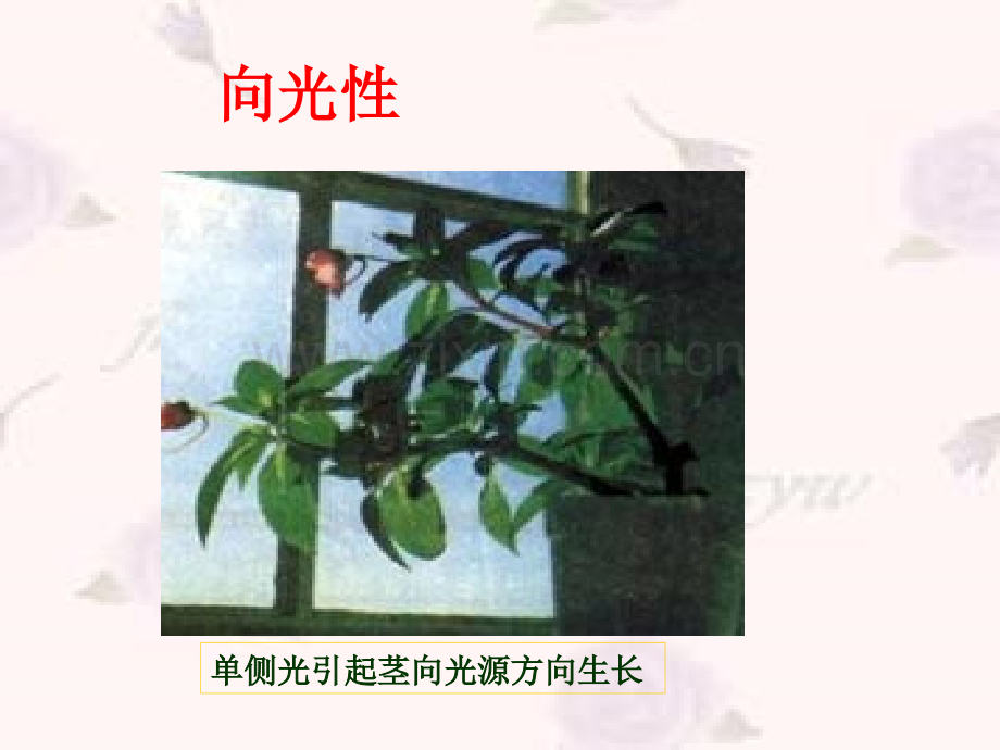 人教版教学云南省弥勒县庆来中学学年生物必修3植物生长素的发现.pptx_第1页