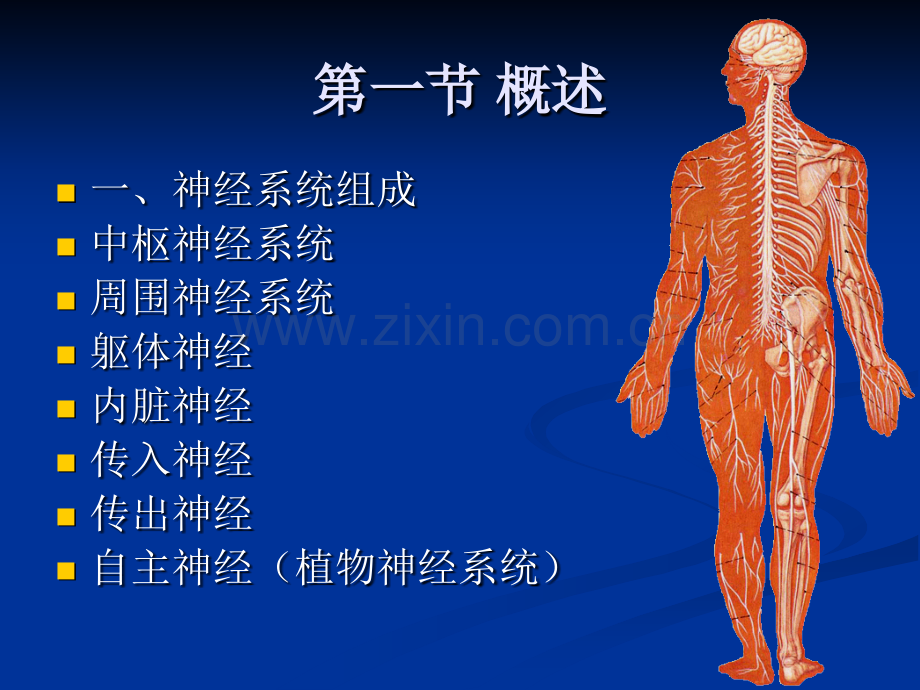 人体解剖学神经系统周围神经系统.pptx_第1页