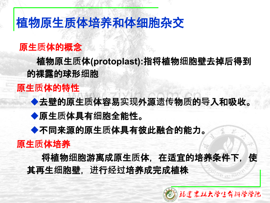 A细胞工程第节原生质体培养和体细胞杂交.pptx_第2页