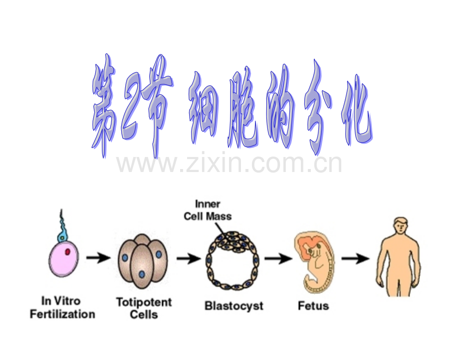 A细胞分化是遗传物质改变的结果.pptx_第1页