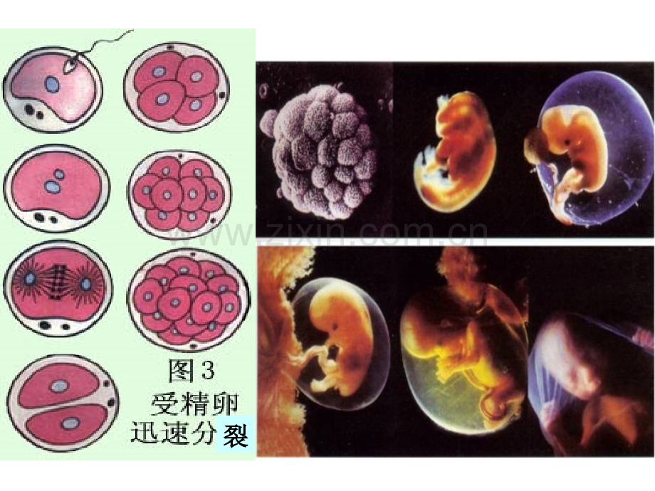 A细胞分化是遗传物质改变的结果.pptx_第2页