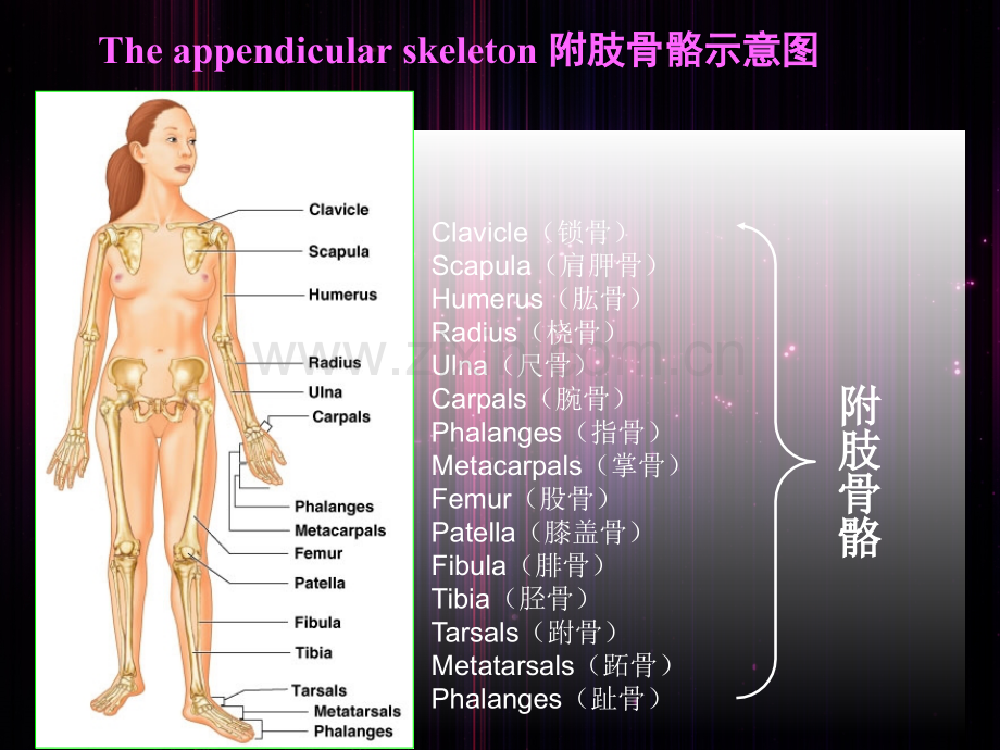 人体附肢骨骼.pptx_第1页