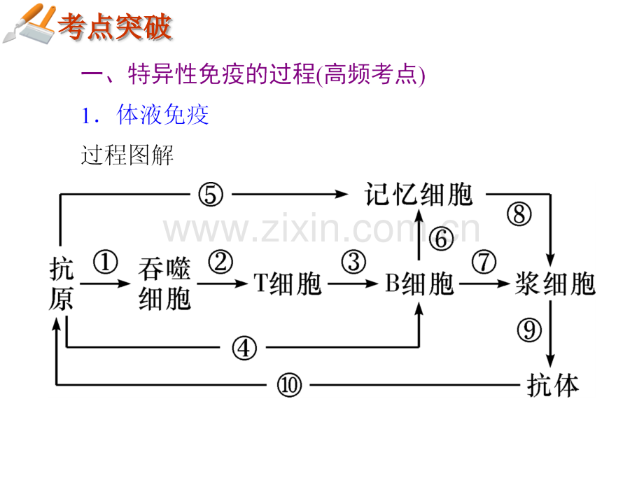 二轮复习专题免疫调节.pptx_第2页